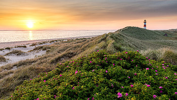 Pink, Purple, Flowers, Green, Leaves, Dry, Grass, Bushes, Ocean, Water, Beach View, Background, Sunset, Silhouette, Lighthouse, Landscape Nature HD wallpaper