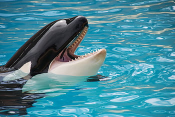 A majestic orca whale showing its teeth while swimming in clear blue water, showcasing its natural beauty. HD wallpaper