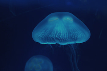 Animals, Jellyfish, Close-Up, Surface, Underwater World HD wallpaper