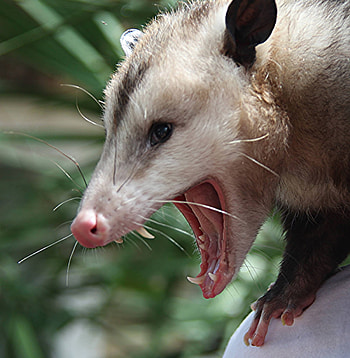 Opossum, Close-up shots, Furry mammals, Natural world wonders HD phone wallpaper