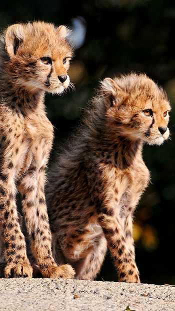 Cheetah, Cheetah Cute Cubs HD phone wallpaper