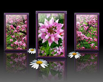 ~Purple Blossom~, purple, nature, color, flower HD wallpaper