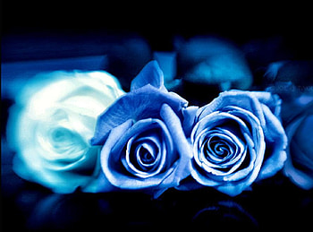 magical rose, blue, white, plants, soft, nice, rose, delicate, pretty, petals, bud, nature, flowers, lovely HD wallpaper