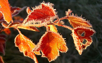 Frozen leaves, frost, frozen, fall, , frosty, leaves, autumn, nature, leaf, , frosted HD wallpaper