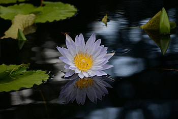 Flowers, Water, Lotus, Flower, Basin HD wallpaper