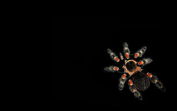 Insects, Spiders HD wallpaper