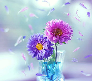 Colorful flowers, Nature, Pink, 3d, Petals, Purple HD wallpaper