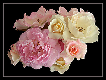 bunch of roses, plants, soft, beauty, rose, delicate, blossoms, bud, nature, flowers, blooms, lovely HD wallpaper