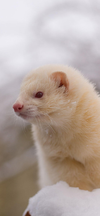 ferret , variety, Black-footed ferret, Cute and fluffy HD phone wallpaper