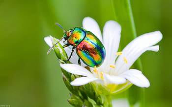 Chrysolina, Insects HD wallpaper