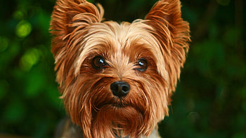 Yorkshire Terrier, Dog breed information HD wallpaper