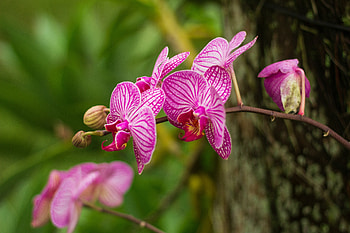 Pink orchids, Flowers, Nature, Branch, Pink HD wallpaper