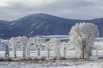 Landscape, Winter, Nature, Trees, Snow, Mountain HD wallpaper