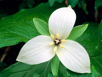 White Trillium, endangered, rare, flower, beautiful, trillium HD wallpaper