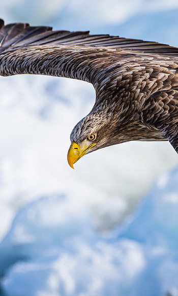 White-tailed eagle, Eagles HD phone wallpaper
