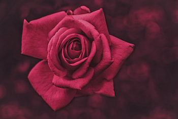 Rose, trandafir, skin, flower HD wallpaper