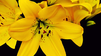 Beautiful lily, Aesthetic , Ultra , Best background HD wallpaper
