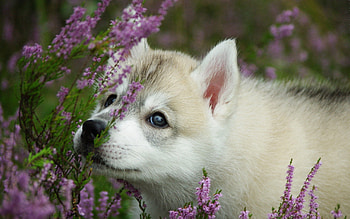 Animals, Flowers, Dog, Muzzle, Puppy HD wallpaper