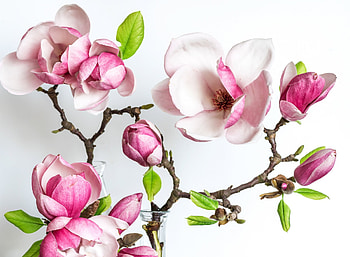 Magnolia, flower, white, pink, nature, spring HD wallpaper