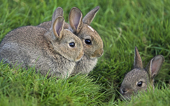 Animals, Grass, Rabbits, Sit, Hide, Fear, Disguise, Camouflage, Three HD wallpaper