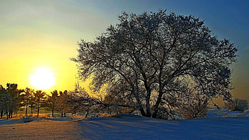 Morning Sunrise, colors, sky, sun, tree, landscape HD wallpaper