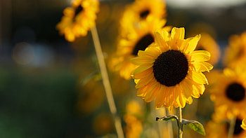 Closeup View Of Sunflowers Petals In Blur Background Flowers HD wallpaper