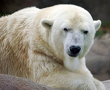 icebear, white, wild life HD wallpaper