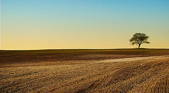 Lonely Tree, graphy, green, bulgaria, sky, gold, tree HD wallpaper