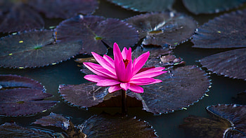 Lotus , lotus, flowers HD wallpaper