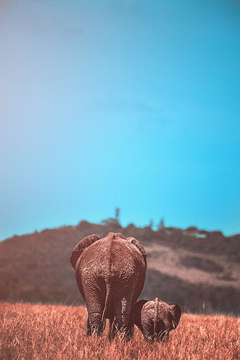 Animals, Elephants, Young, Wildlife, Joey, Elephant HD phone wallpaper