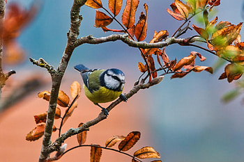 Eurasian Blue Tit in Autumn Branch – Wildlife, eurasian blue tit, Animal, titmouse HD wallpaper