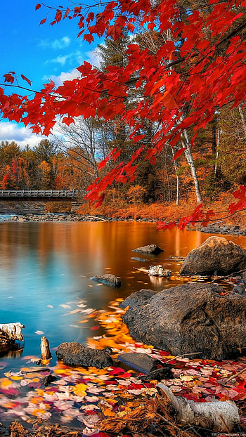 Autumn/fall foliage reflected on pond HD phone wallpaper