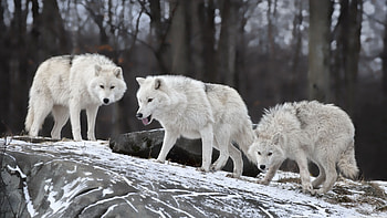 Arctic Wolf, Arctic Wolf , Frozen beauty, Arctic wilderness HD wallpaper