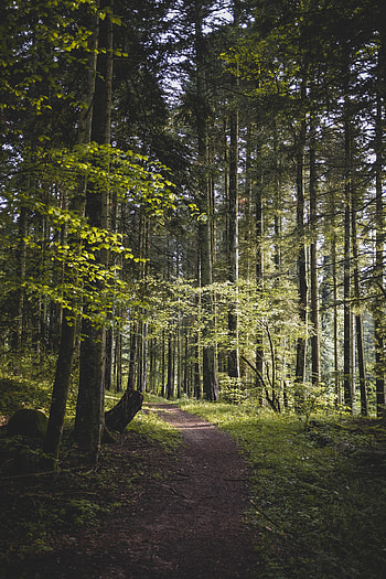 Nature, Trees, Leaves, Forest, Branches, Path HD phone wallpaper