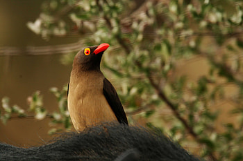 Red Billed Oxpecker, bird, billed, oxpecker, red HD wallpaper