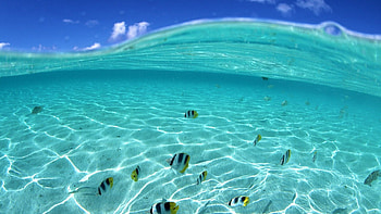 Ocean Fish Shore Live Aquarium For Windows 8 Detail HD wallpaper