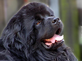 newfoundland dog, dog, face, newfoundland, big HD wallpaper