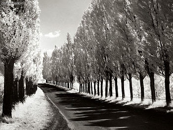 Lombardy Poplars New York Near Geneva, snow, trees, sky, road, forests, nature, cloud HD wallpaper