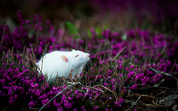 Mouse, Animal HD wallpaper