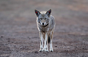Coyote, Botanical garden danger, Toddler threat, Safety precautions HD wallpaper