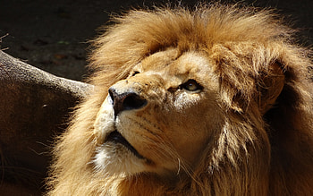 Lion, animal, cat, king HD wallpaper