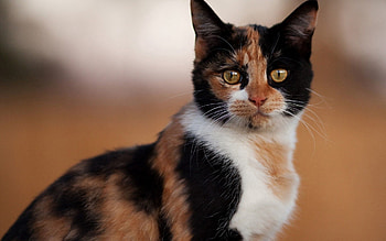 Animals, Cat, Spotted, Spotty, Color HD wallpaper