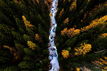 River, forest, flow, aerial view HD wallpaper