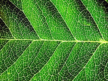 Macro, Sheet, Leaf, Form, Shadow, Stripes, Streaks, Division HD wallpaper
