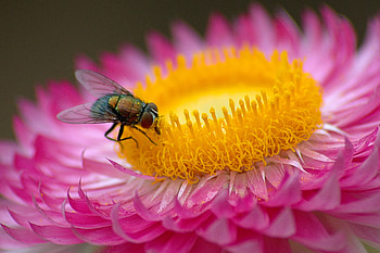 Pink, Flower, Macro, Fly HD wallpaper