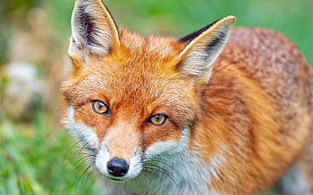 Fox, cute, animal, nature HD wallpaper