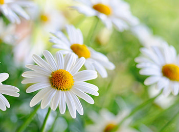 Daisies, summer, flowers, daisy HD wallpaper