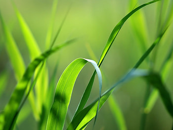 grass, cool, shadow, water HD wallpaper