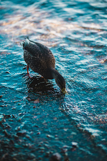Animals, Water, Waves, Bird, Duck HD phone wallpaper