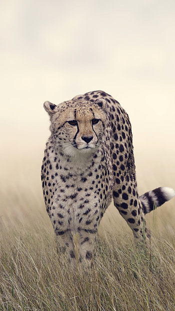 Cheetah, Leopard Cheetah HD phone wallpaper